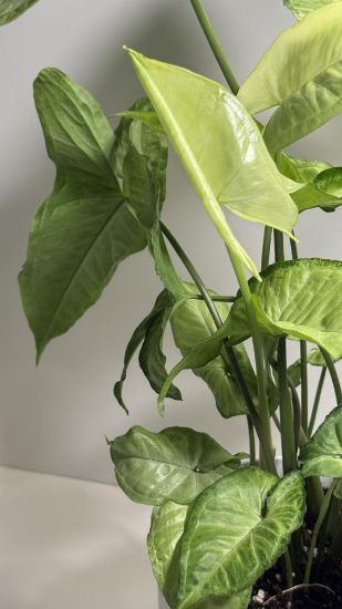 صورة نبتة سنجونيوم